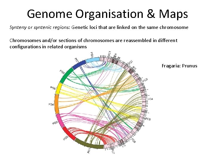 Genome Organisation & Maps Synteny or syntenic regions: Genetic loci that are linked on