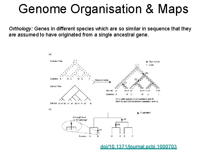 Genome Organisation & Maps Orthology: Genes in different species which are so similar in