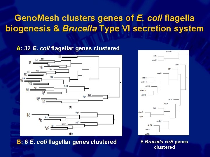 Geno. Mesh clusters genes of E. coli flagella biogenesis & Brucella Type VI secretion