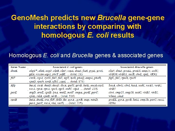 Geno. Mesh predicts new Brucella gene-gene interactions by comparing with homologous E. coli results