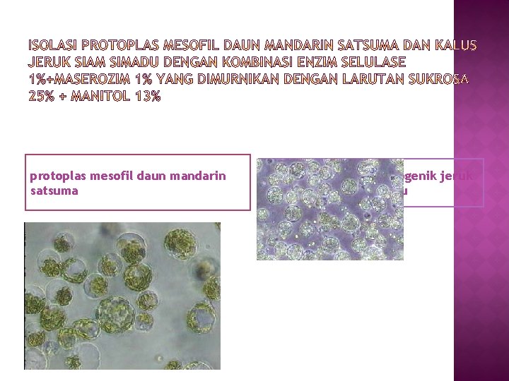 protoplas mesofil daun mandarin satsuma Protoplas kalus embriogenik jeruk siam simadu 