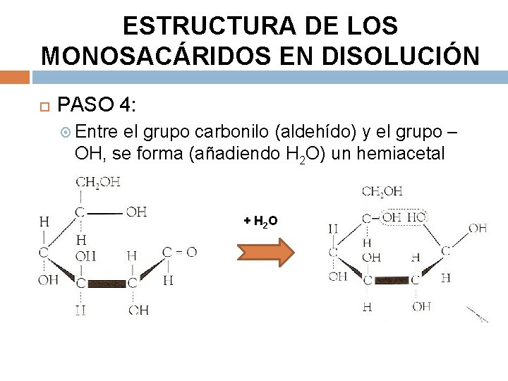 ESTRUCTURA DE LOS MONOSACÁRIDOS EN DISOLUCIÓN PASO 4: Entre el grupo carbonilo (aldehído) y
