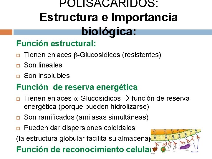 POLISACÁRIDOS: Estructura e Importancia biológica: Función estructural: Tienen enlaces -Glucosídicos (resistentes) Son lineales Son