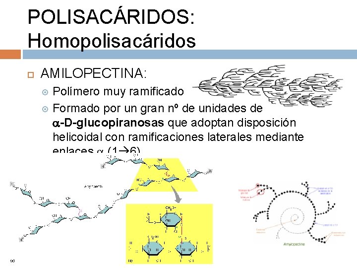 POLISACÁRIDOS: Homopolisacáridos AMILOPECTINA: Polímero muy ramificado Formado por un gran nº de unidades de