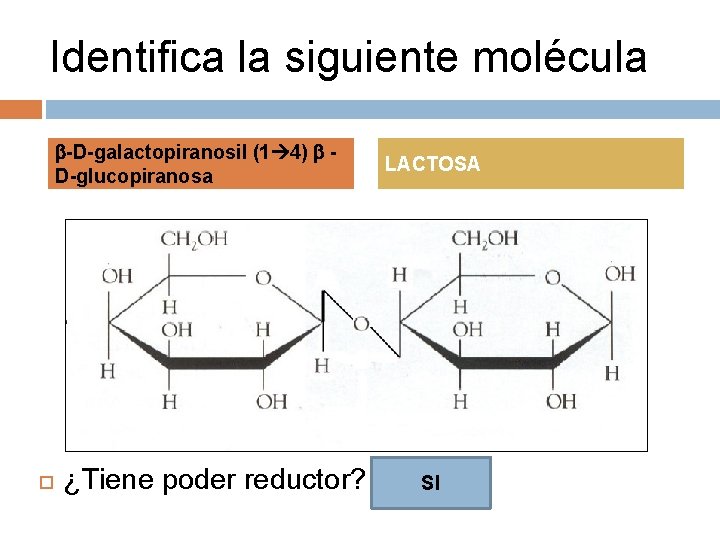 Identifica la siguiente molécula -D-galactopiranosil (1 4) D-glucopiranosa ¿Tiene poder reductor? LACTOSA SI 