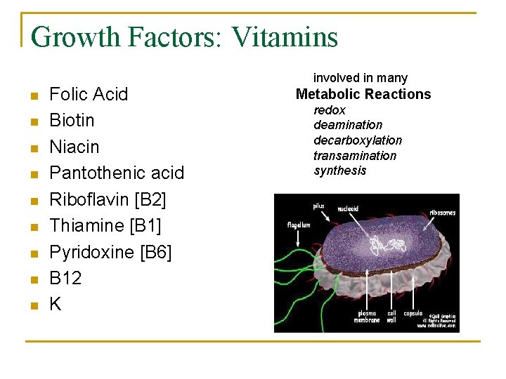 Growth Factors: Vitamins n n n n n Folic Acid Biotin Niacin Pantothenic acid