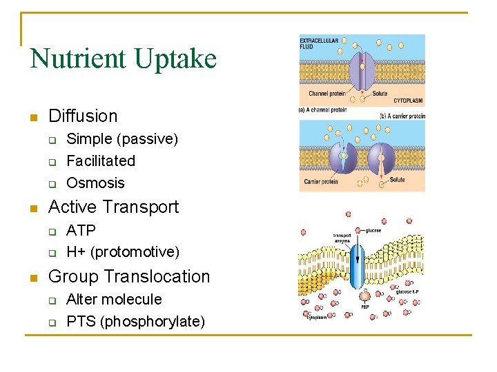 Nutrient Uptake n Diffusion q q q n Active Transport q q n Simple