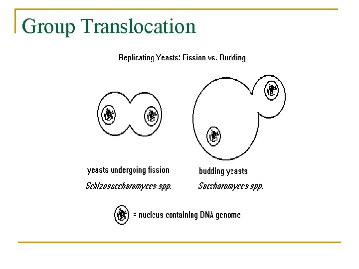 Group Translocation 