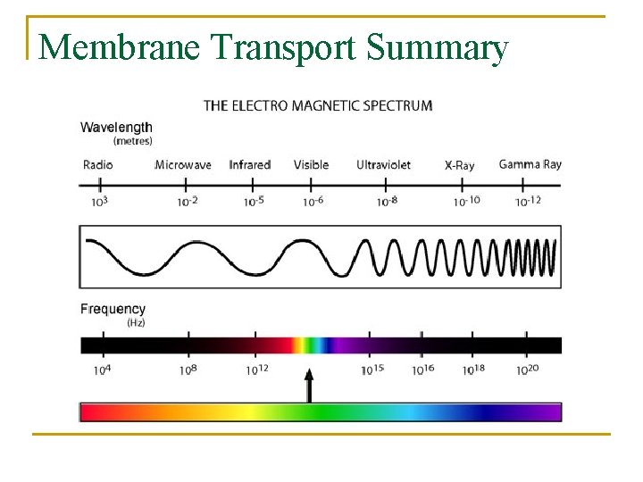 Membrane Transport Summary 