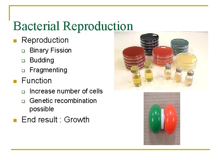 Bacterial Reproduction n Reproduction q q q n Function q q n Binary Fission