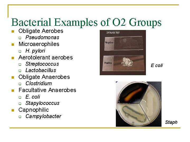 Bacterial Examples of O 2 Groups n Obligate Aerobes q n Microaerophiles q n