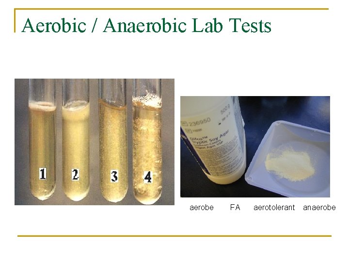 Aerobic / Anaerobic Lab Tests aerobe FA aerotolerant anaerobe 