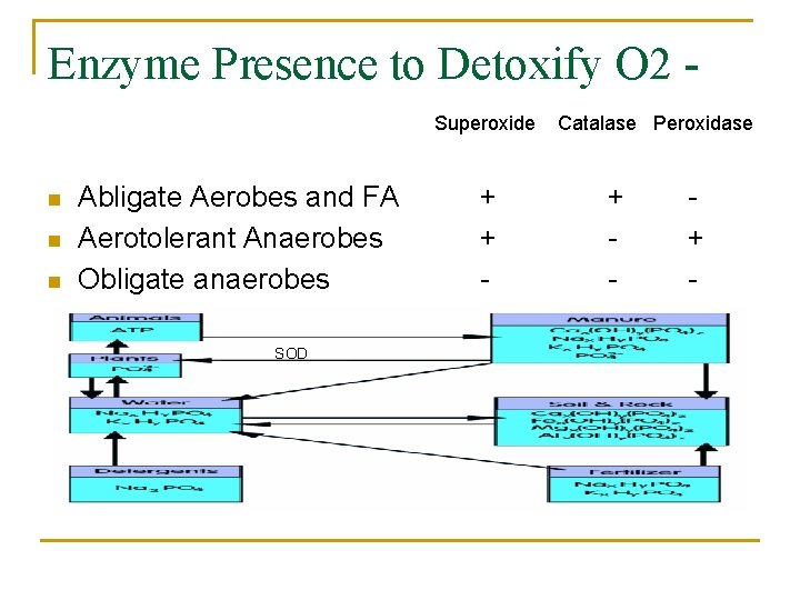 Enzyme Presence to Detoxify O 2 Superoxide n n n Abligate Aerobes and FA