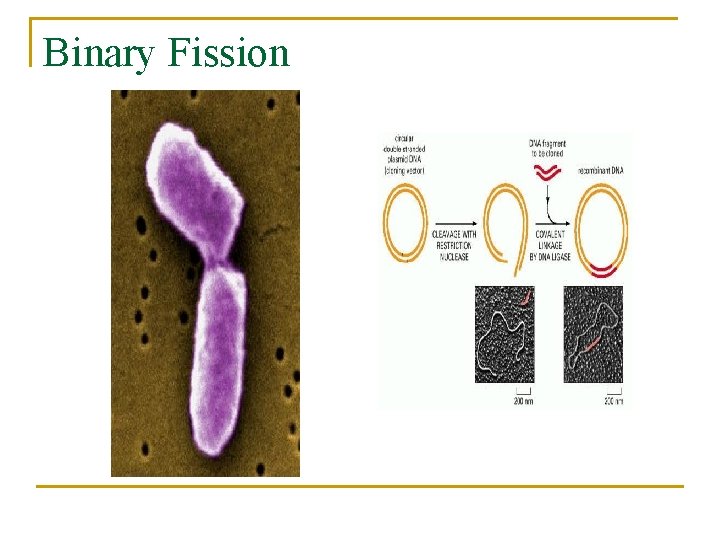 Binary Fission 