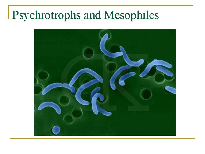 Psychrotrophs and Mesophiles 