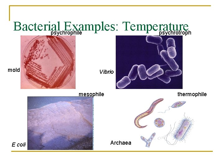 Bacterial Examples: Temperature psychrophile psychrotroph mold Vibrio mesophile E coli thermophile Archaea 