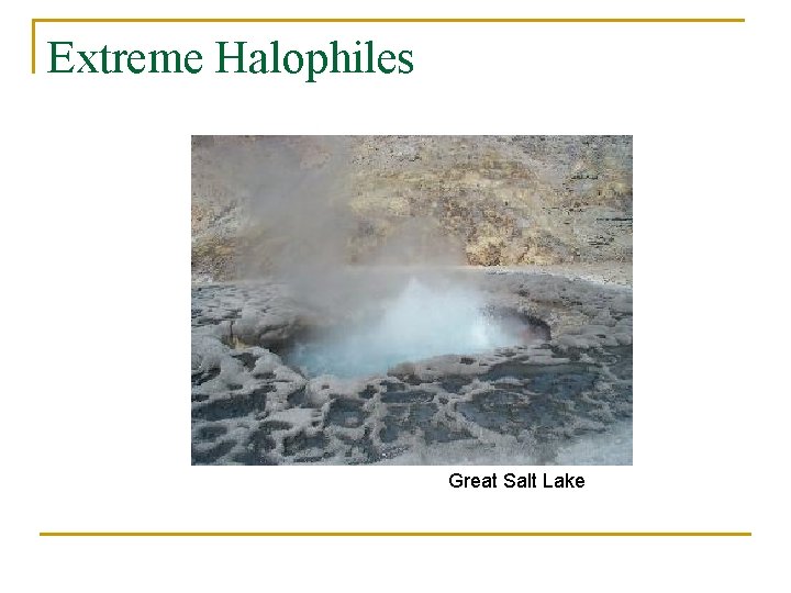 Extreme Halophiles Great Salt Lake 