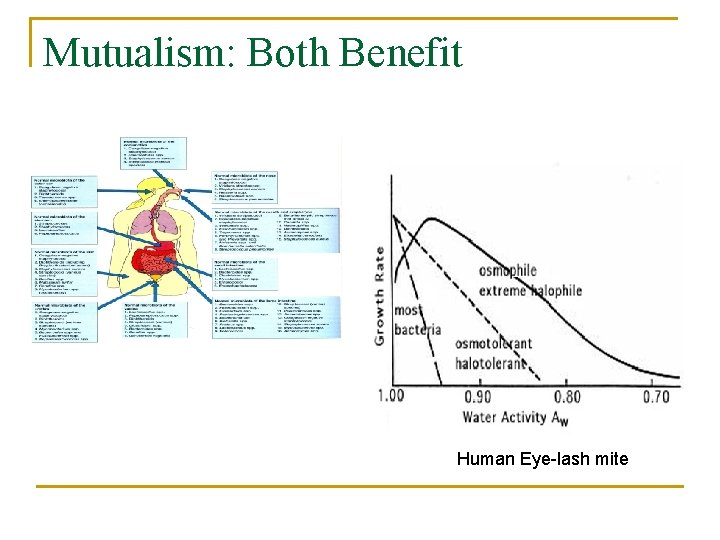 Mutualism: Both Benefit Human Eye-lash mite 