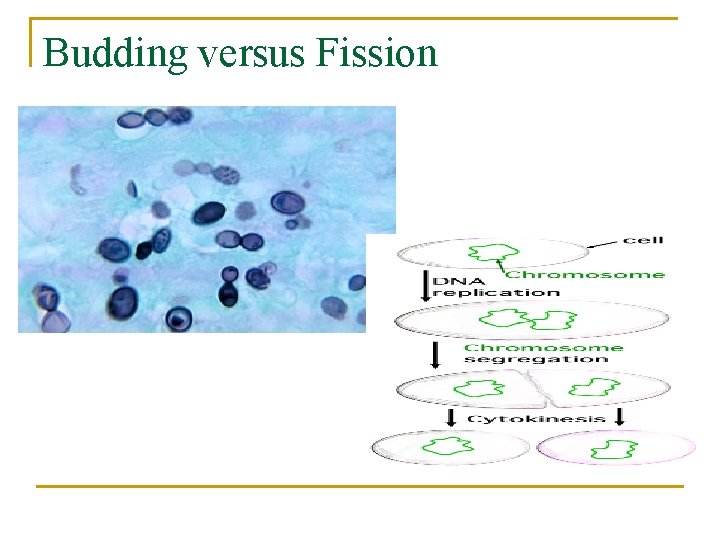 Budding versus Fission 