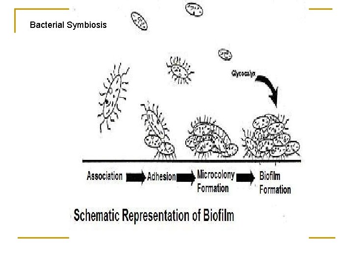 Bacterial Symbiosis 