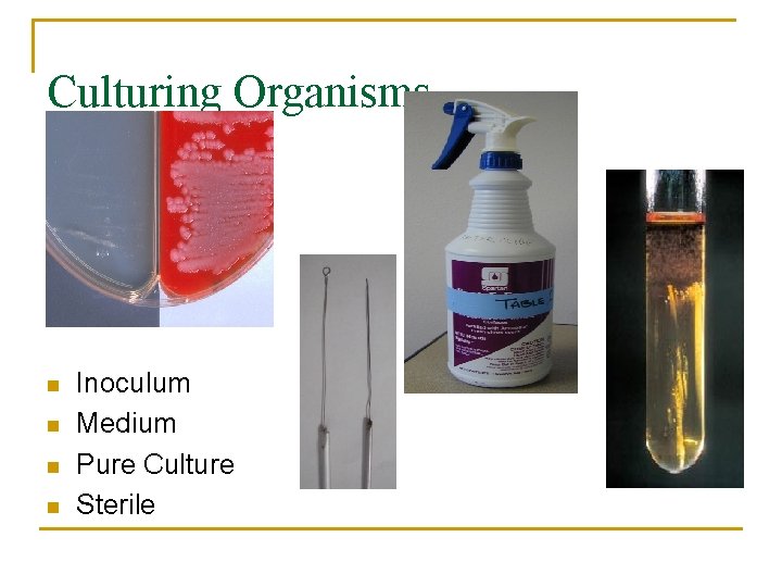 Culturing Organisms n n Inoculum Medium Pure Culture Sterile 
