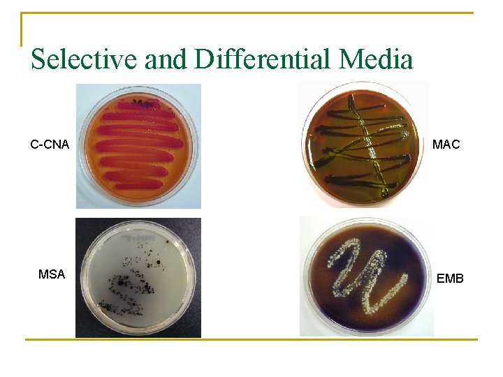 Selective and Differential Media C-CNA MSA MAC EMB 