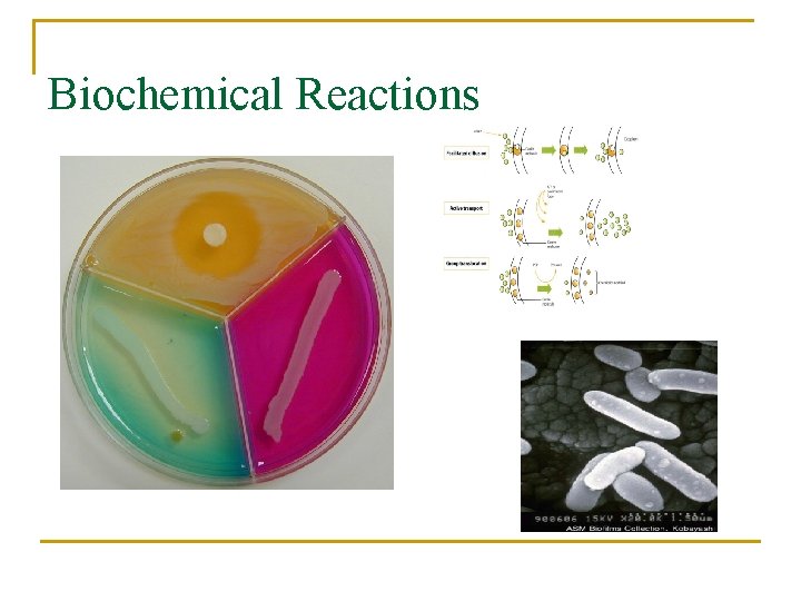 Biochemical Reactions 