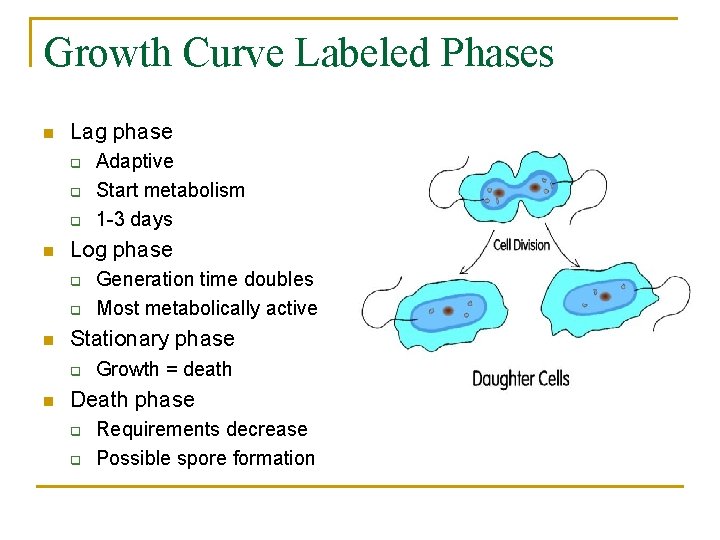 Growth Curve Labeled Phases n Lag phase q q q n Log phase q