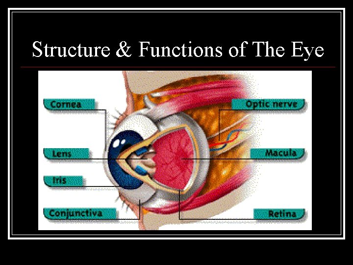 Structure & Functions of The Eye 