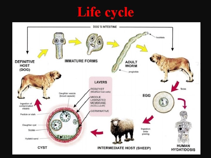 Life cycle 