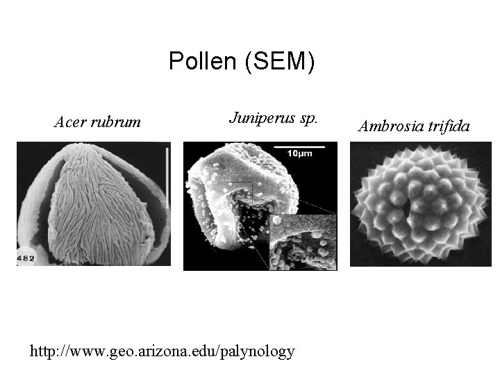 Pollen (SEM) Acer rubrum Juniperus sp. http: //www. geo. arizona. edu/palynology Ambrosia trifida 