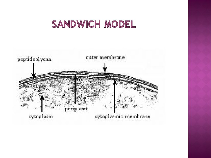 SANDWICH MODEL 