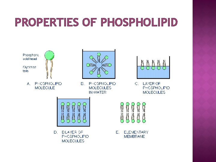 PROPERTIES OF PHOSPHOLIPID 