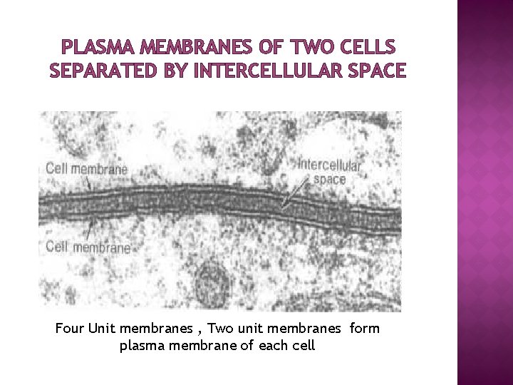 PLASMA MEMBRANES OF TWO CELLS SEPARATED BY INTERCELLULAR SPACE Four Unit membranes , Two