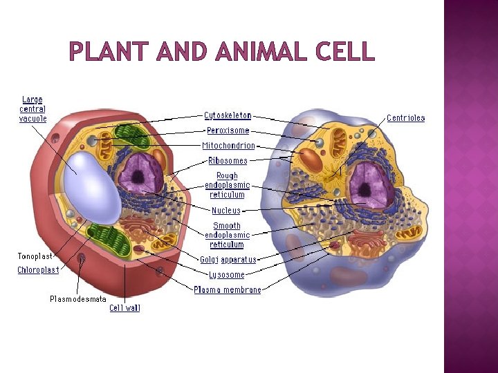 PLANT AND ANIMAL CELL 