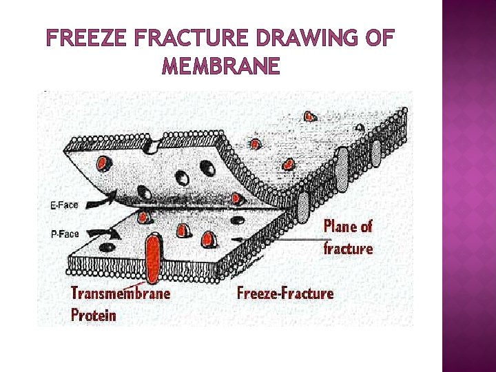 FREEZE FRACTURE DRAWING OF MEMBRANE 