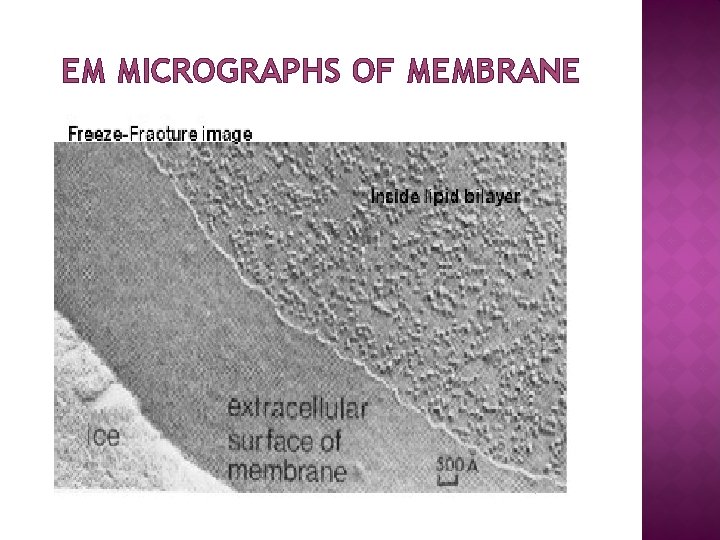 EM MICROGRAPHS OF MEMBRANE 