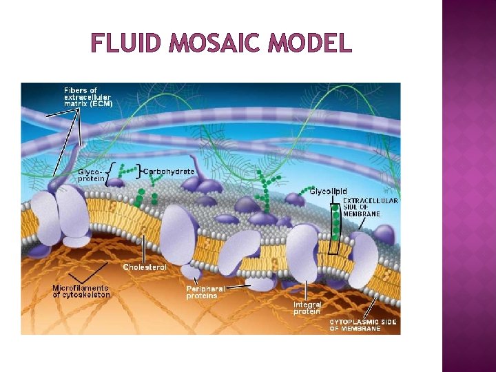 FLUID MOSAIC MODEL 