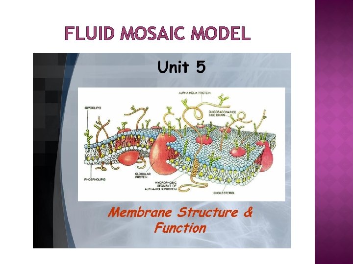 FLUID MOSAIC MODEL 