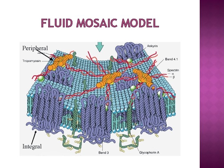 FLUID MOSAIC MODEL 
