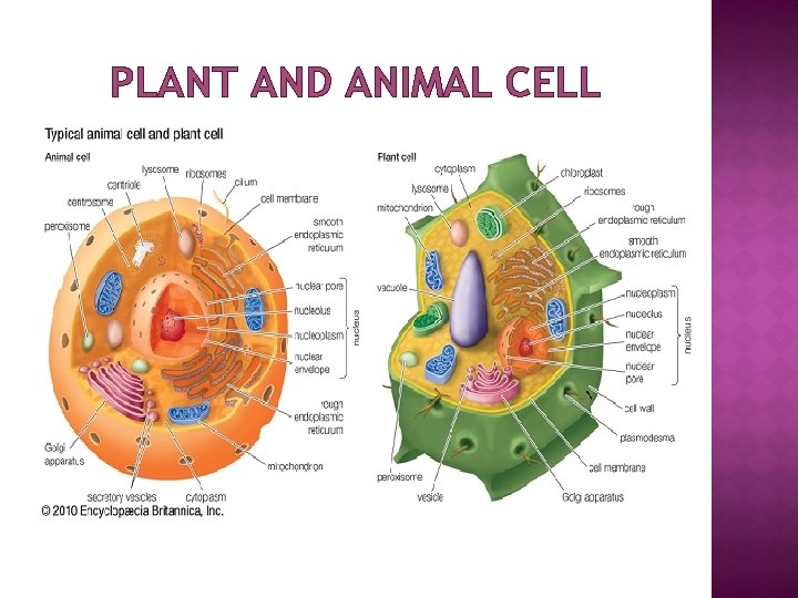 PLANT AND ANIMAL CELL 