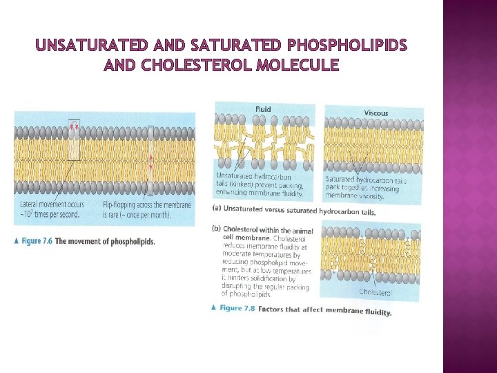 UNSATURATED AND SATURATED PHOSPHOLIPIDS AND CHOLESTEROL MOLECULE 