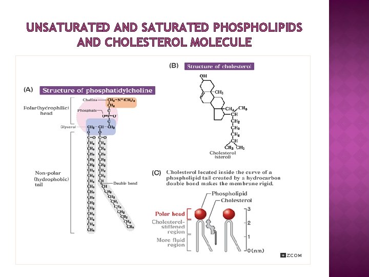 UNSATURATED AND SATURATED PHOSPHOLIPIDS AND CHOLESTEROL MOLECULE 