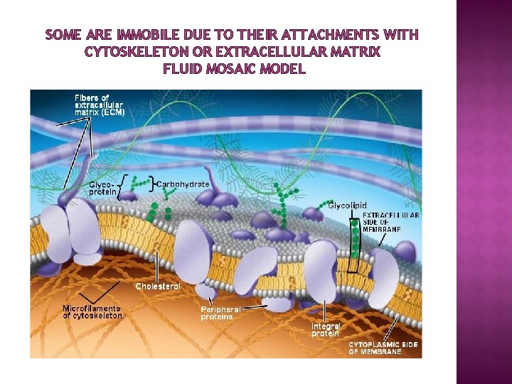 SOME ARE IMMOBILE DUE TO THEIR ATTACHMENTS WITH CYTOSKELETON OR EXTRACELLULAR MATRIX FLUID MOSAIC