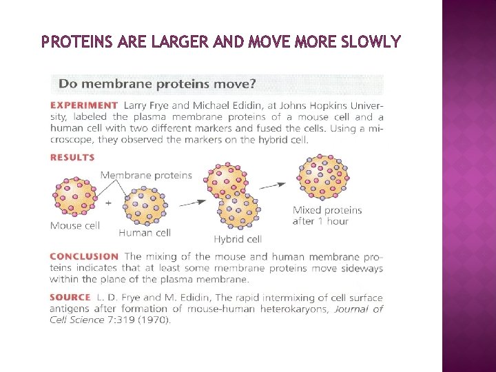 PROTEINS ARE LARGER AND MOVE MORE SLOWLY 