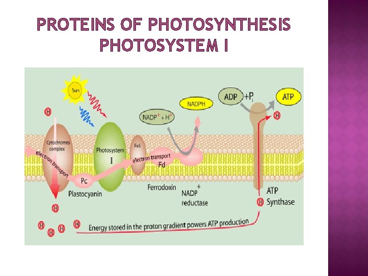 PROTEINS OF PHOTOSYNTHESIS PHOTOSYSTEM I 