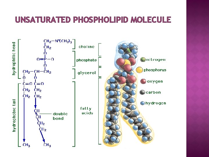 UNSATURATED PHOSPHOLIPID MOLECULE 