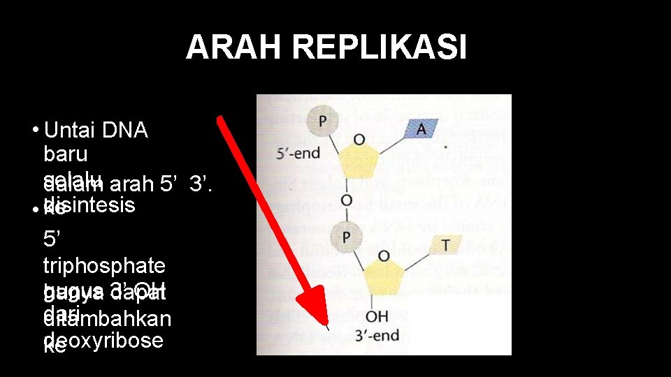 ARAH REPLIKASI • Untai DNA baru selalu arah 5’ 3’. dalam disintesis • ke