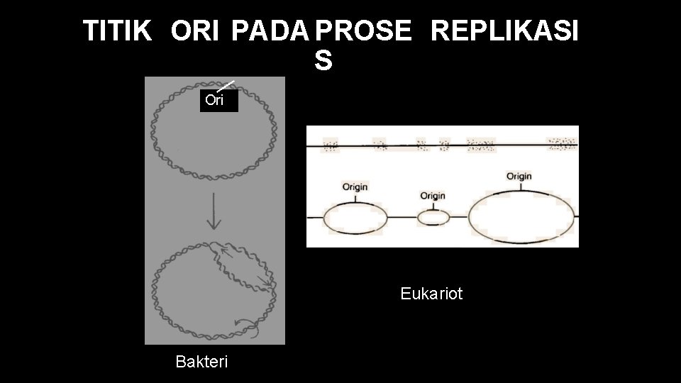 TITIK ORI PADA PROSE REPLIKASI S Ori Eukariot Bakteri 