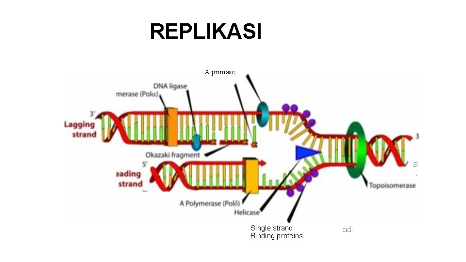 REPLIKASI DNA A primase R A prim t O APoty s · L 0